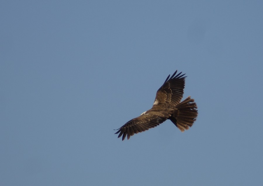 poiana vs falco di palude